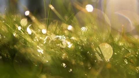4k Depth of field blurred green grass with water drops. Defocused landscape Stock Footage 88531222