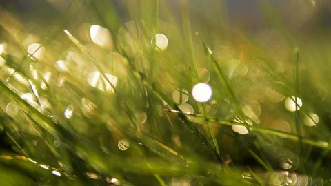 4k Depth of field blurred green grass with water drops. Defocused landscape Stock Footage 88531597