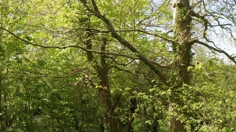 4K Descending Flight Through Trees in Devon Woodland Stock Footage 112157525