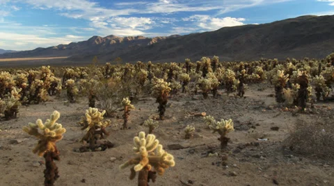 4K Desert full of Cholla Cactus Stockbeeldmateriaal 33971717