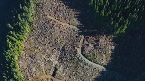 4k Destruction Unveiled: Logging Machine... | Stock Video | Pond5