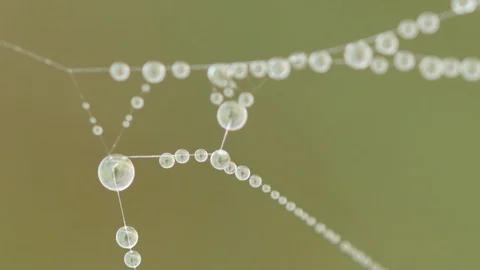 4k detail of a spider web with drops of dew in the morning. Stock Footage 76584251