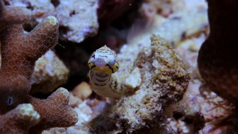 4K Detailed Close-up: Messmate Pipefish Peeking from Coral Rubble Stock Footage 336763259