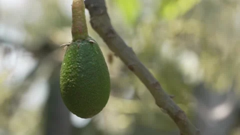 4K developing avocado fruit hanging on tree at early growth stage Video stock 348118663