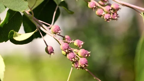 4K Developing Pinkish-Purple Berries on Branch Soft Focus Green Garden Boke.. 库存影片 336964332