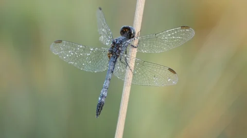 4K Dew Covered Little Blue Dragonlet (Erythrodiplax minuscula) Dragonfly Stock Footage 114107085