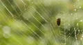 4K Dew Covered Spider Web 1 4k or 4k+ Resolution