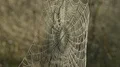 4K Dew Covered Spider Web 4k or 4k+ Resolution