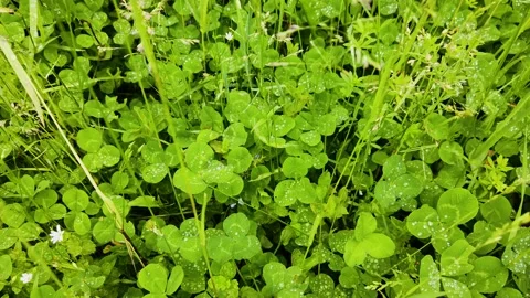 4K, Dewy clover grass Stock Footage 156268957