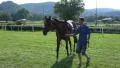 4k Difficulties to catch a horse which lost his jockey 4k or 4k+ Resolution