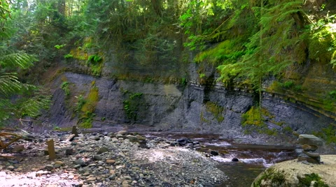 4K Dim Sunlight, Forest Stream through Pacific Coastal Forest Stock Footage 64699562