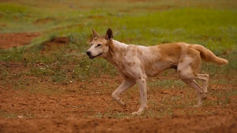 4K, a dingo from an Australian desert, approaches a pond of water to drink Stock Footage