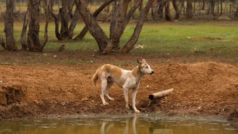 4K, dingo in a semi-desert area of Australia, drinking on the shore of a pond Stock Footage 100358517