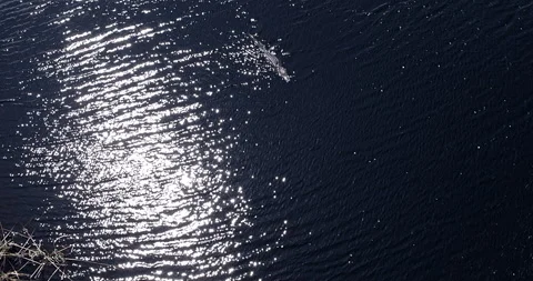 4K Direct Overhead Alligator Bask with Sun-Kissed Swamp Waters Stock Footage 250628796