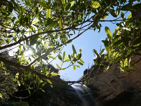 4k Direct sun flare coming thru the tree leaves Stock Footage 83455584