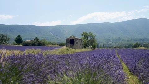 4K Discover Provence's Charm Stone Hut in Lavender Field - Summer Stock Clip Stock Footage 246406706