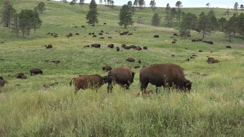 4K Distant Bulls Chasing a Cow Stock Footage 116954162