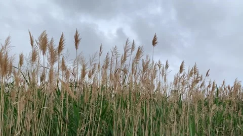 4k Ditch reed under cloudy sky, natural background of ditch reed moving Vídeo Stock 151768325
