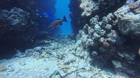 4K Diver &amp; Grouper in Ras Mohammed Canyon Vídeos de archivo 330694442