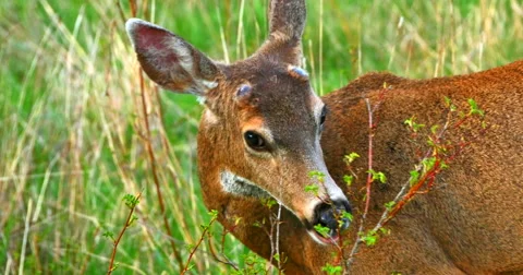 4K Doe Deer, Close Up Lens in Grassy Meadow in Summer Stock Footage 49895836
