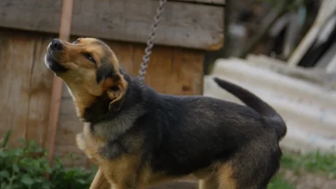 4K The dog is barking Stock-Footage 97522997