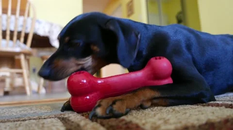 4K Dog Chewing Rubber Bone Toy Home Stock Footage 52179965