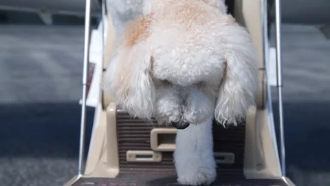 4k Dog getting out of a private plane Stock Footage 122938222