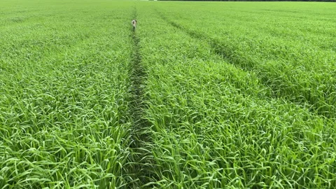 4k Dog goes away on a path in the middle of wheat field. Stock Footage 155401307