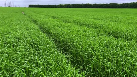 4k Dog running fast through high green grass on a field. Stock Footage 155400849