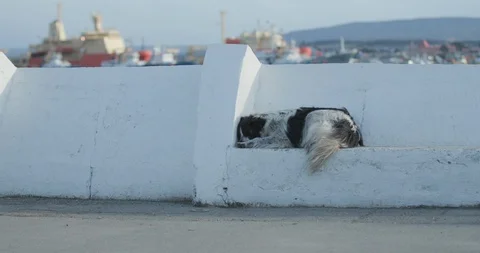 4K Dog Sleeping on Bench 库存影片 111719697