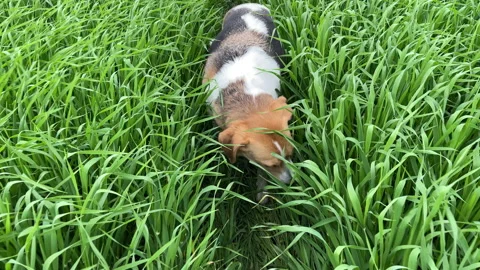 4k Dog standing on the field path among green grass. Stock Footage 155710836