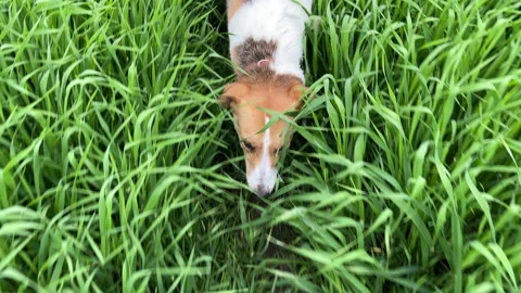 4k Dog walking through high green grass on a field. 스톡 동영상 155401398
