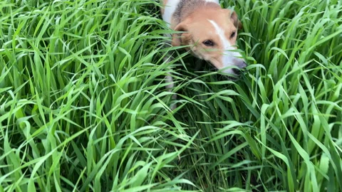 4k Dog walks through high green grass in a field. Stock Footage 156042688