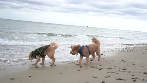 4k Dogs playing on the beach Vidéo 145881252