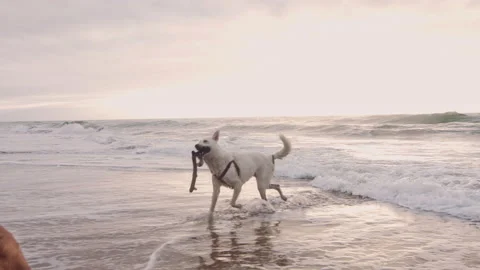 4k Dogs playing with stick on beach lifestyle steadicam shot at sunrise. 库存影片 199619257