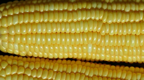 4K Dolly, Fresh corn on black background, Top view 스톡 동영상 66383084