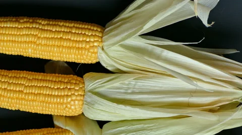 4K Dolly, Fresh corn on black background, Top view Video stock 66383643