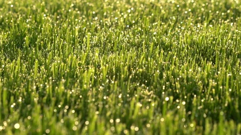 4k dolly move closeup lawn on sunny day Stock-Footage 62258488