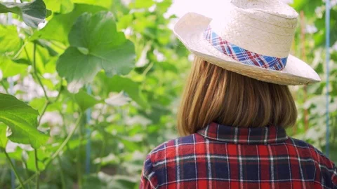 4k Dolly shot backside view of young woman farmer walking on the Green melons Stock Footage 119996459