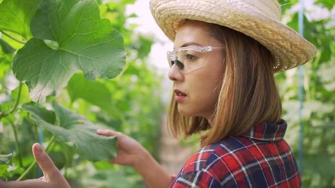 4k Dolly shot backside view of young woman farmer walking on the Green melons Stock Footage 119996581