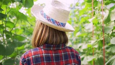 4k Dolly shot backside view of young woman farmer walking on the Green melons Stock Footage 119996751