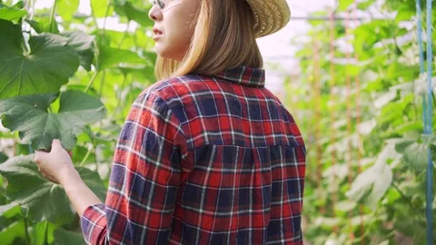 4k Dolly shot backside view of young woman farmer walking on the Green melons Stock Footage 119996941