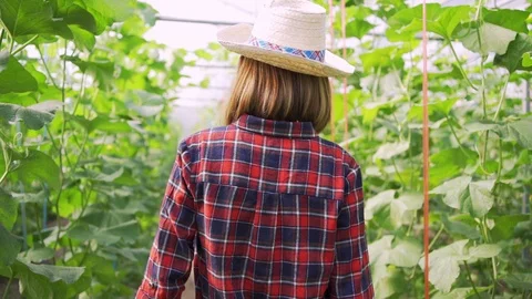 4k Dolly shot backside view of young woman farmer walking on the Green melons Stock Footage 119996946