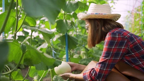 4k Dolly shot backside view of young woman farmer walking on the Green melons Stock Footage 119997102