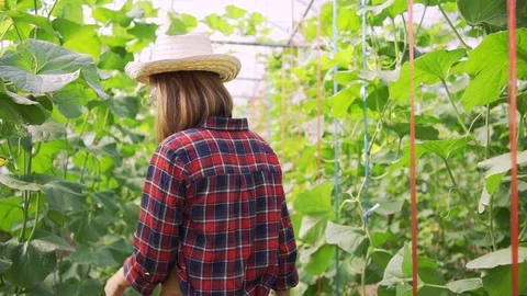4k Dolly shot backside view of young woman farmer walking on the Green melons Stock Footage 119997162
