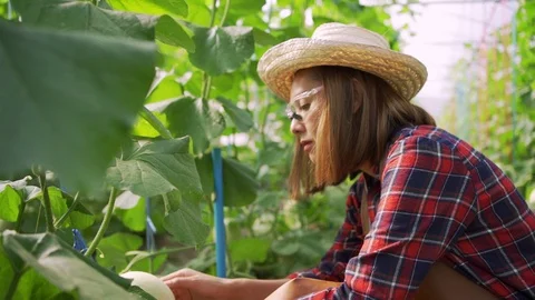 4k Dolly shot backside view of young woman farmer walking on the Green melons Видео 119997211
