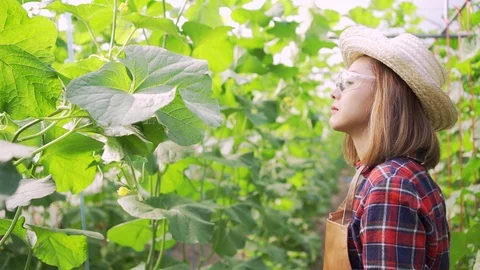 4k Dolly shot backside view of young woman farmer walking on the Green melons Stock Footage 119997505