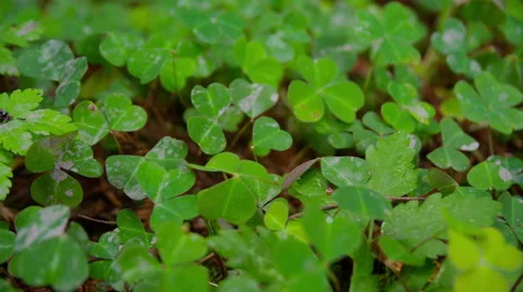 4K Dolly Shot of Clover Growing in the Redwood Forest of California Video stock 45173380