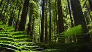 4K Dolly Shot Looking Up Through Ferns In Redwood Forest Stock Footage