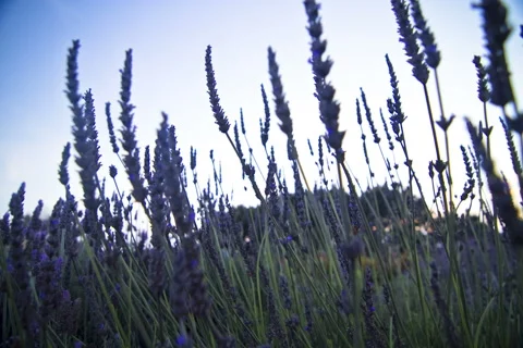 4k Dolly time lapse through low lavender bush at sunset Video stock 42826010